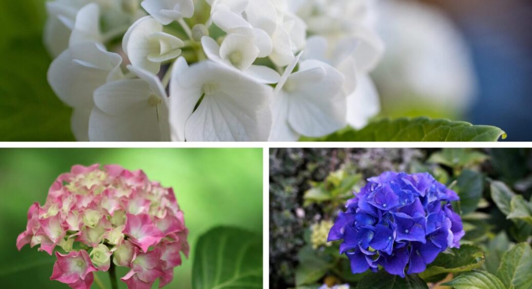 Роблю ЦЕ щоосені – цвіт прямо як з картинки: 3 обовʼязкові дії з гортензією восени 2025 