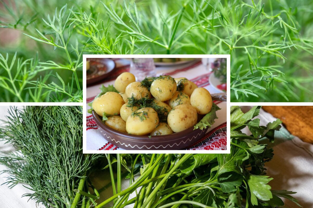 Експерти розповіли, як правильно зберігати кріп на зиму – заморозити чи сушити