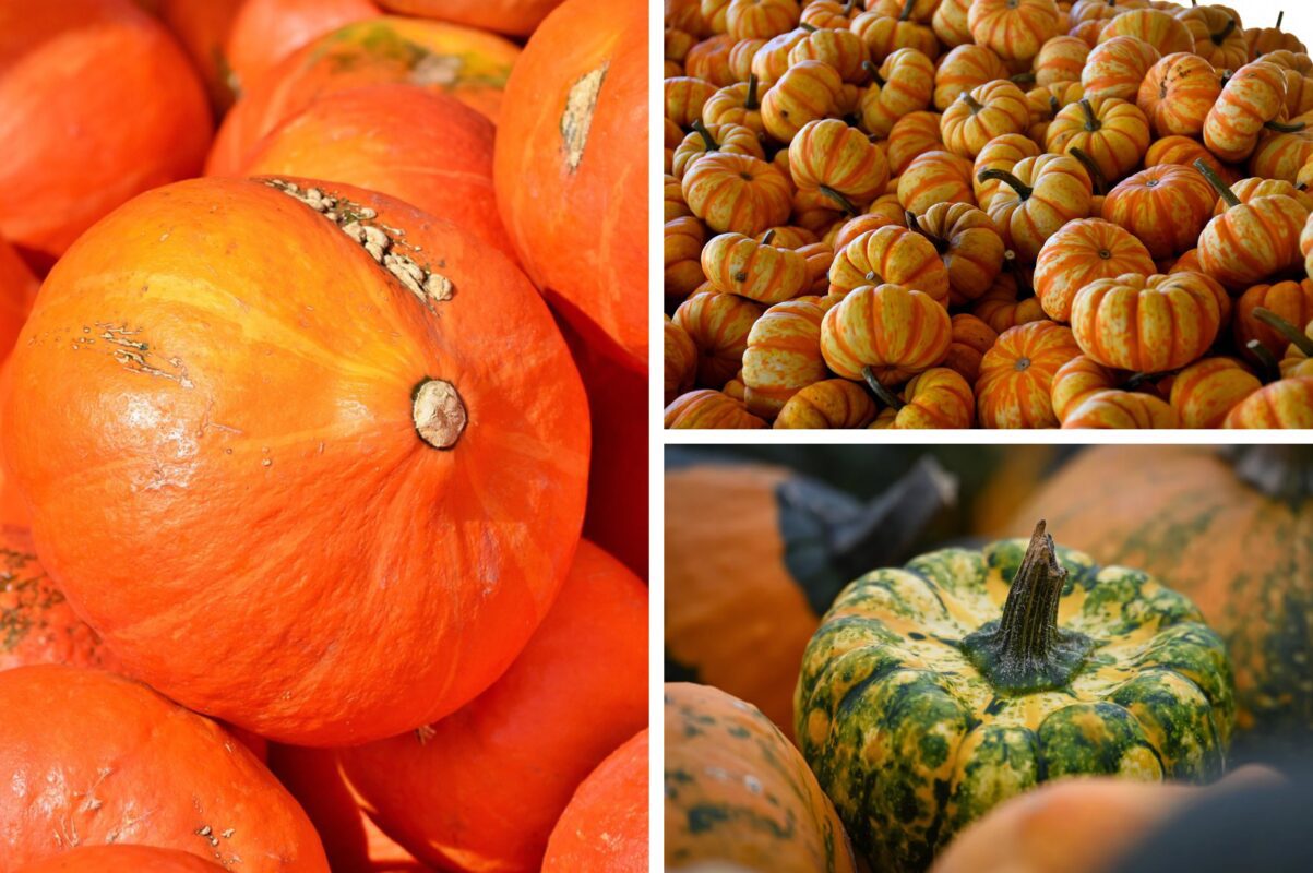 Нутриціологи розсекретили, в чому користь гарбуза для організму людини