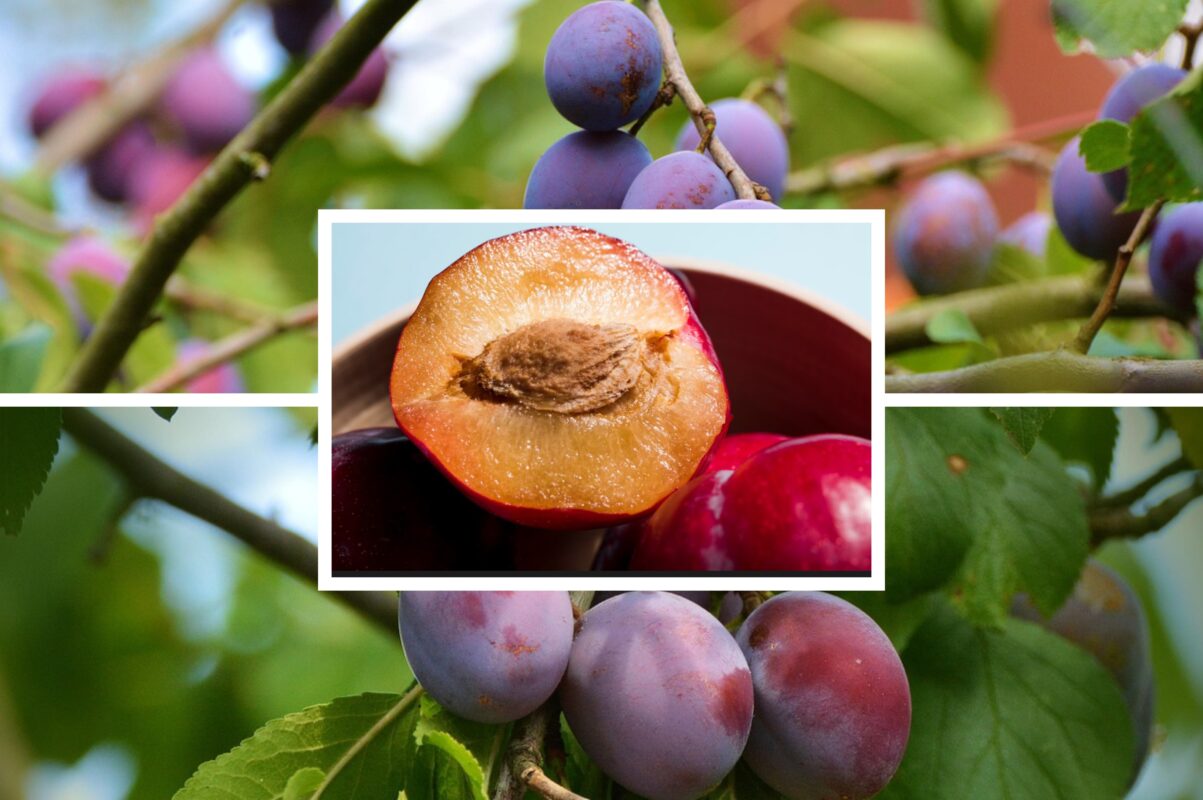 Агроном розповів, як правильно підживити сливи