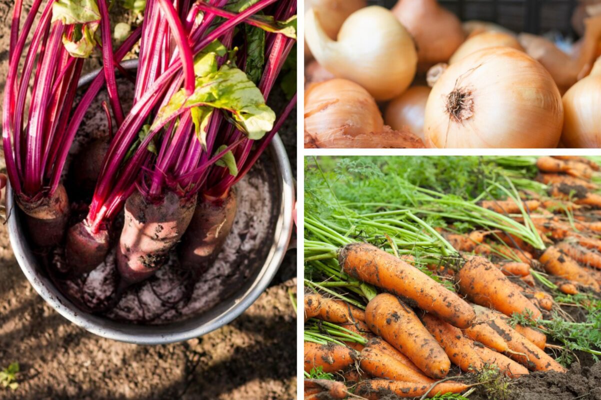 Дачники розповіли, як правильно зберігати врожай моркви, цибулі та буряка