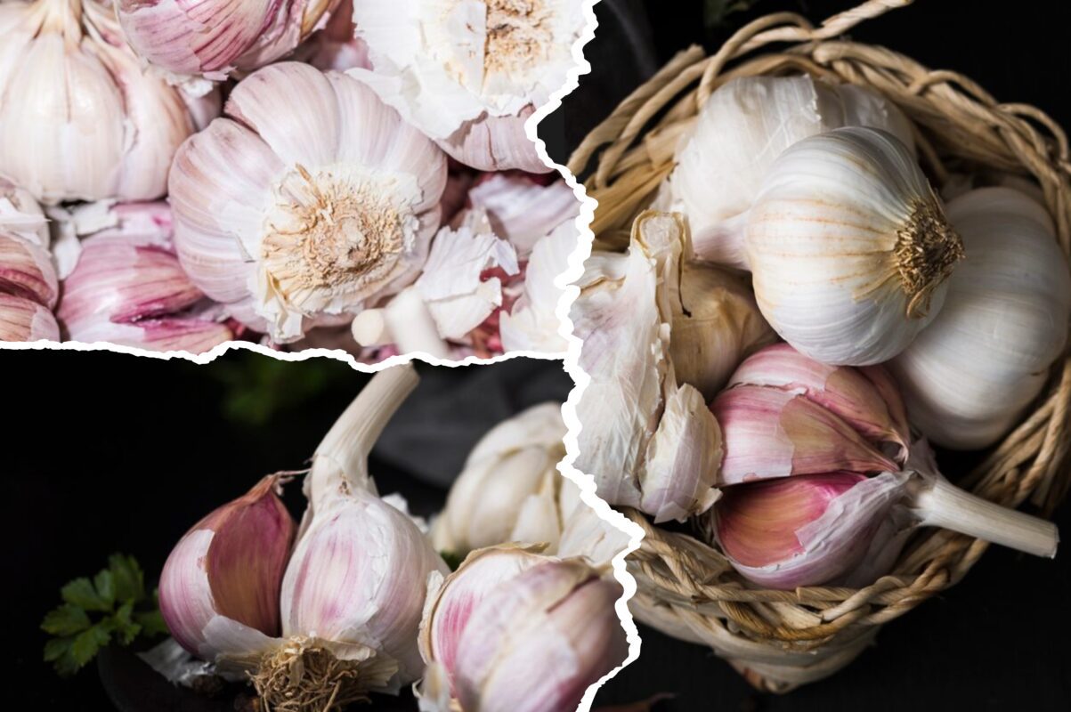 Агрономи назвали пʼять найкращих сортів часнику для посадки на зиму
