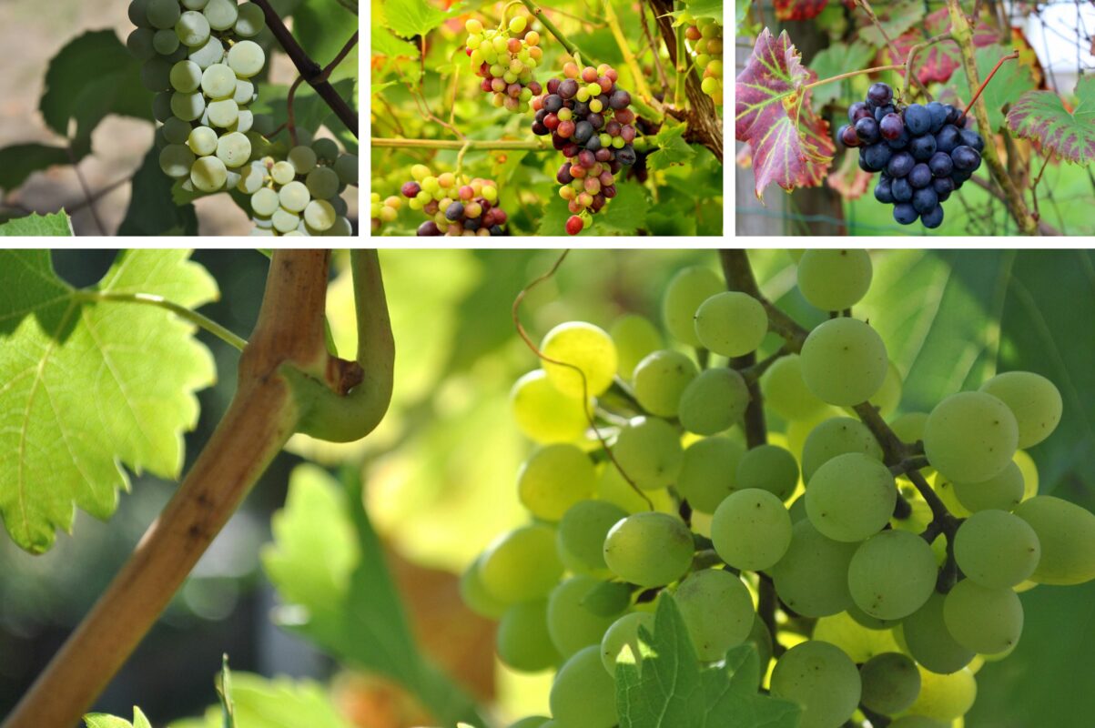 Кулінари розповіли, як зберегти виноград на зиму без стерилізації