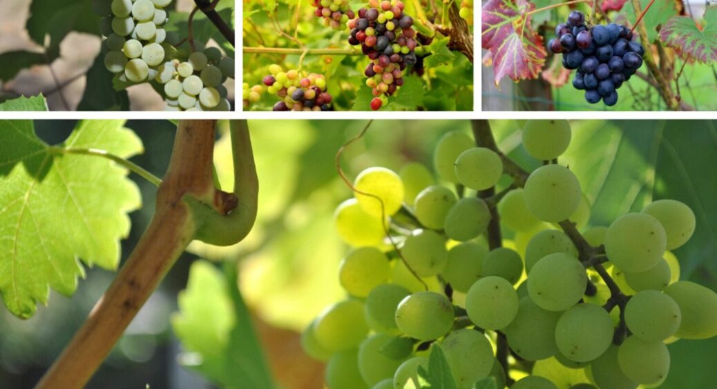 Свіжий і цілий понад 6 місяців: як зберегти виноград на зиму без додавання цукру і стерилізації 