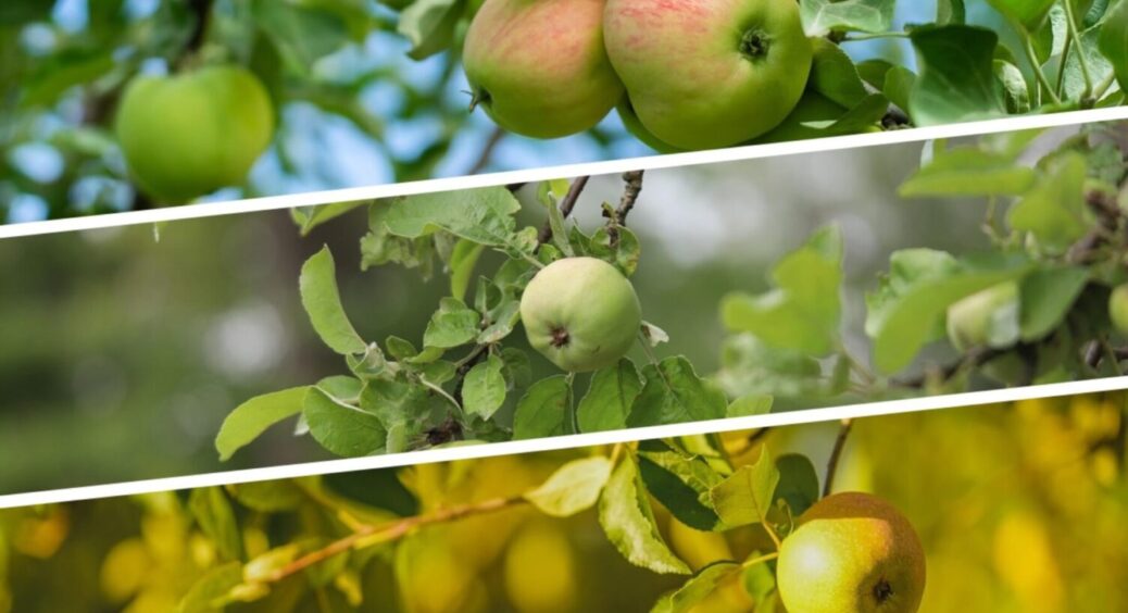 Цей 1 прийом ДО 1 жовтня врятує яблуні від гнилі — у 2026-му дерева дадуть удвічі більше плодів 