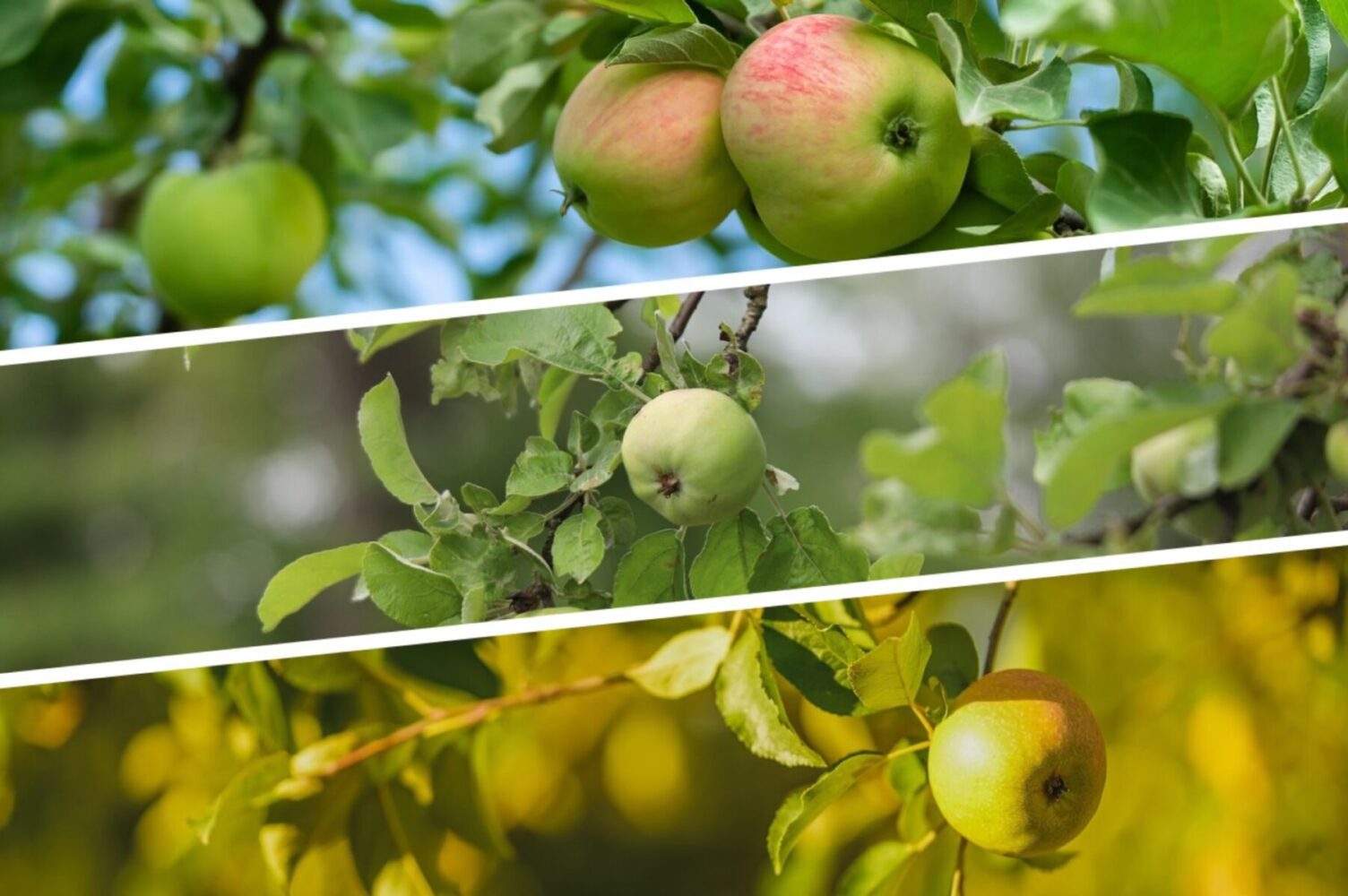 Садівники розповіли, як отримати щедрий врожай яблуні у 2026-му