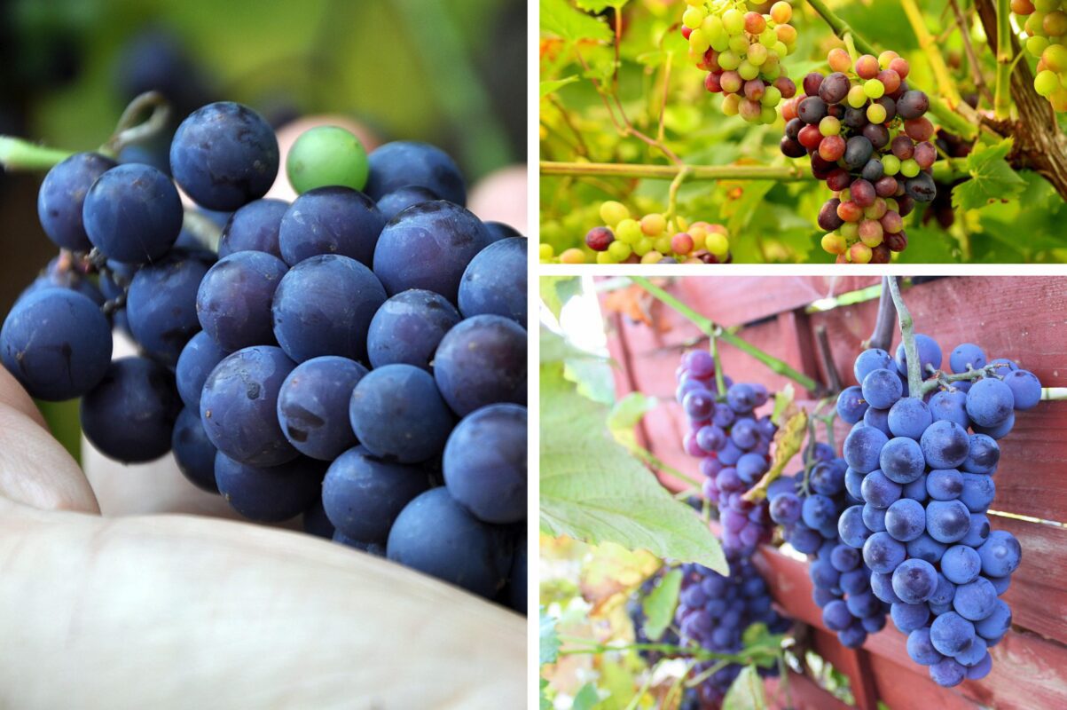 Агрономи назвали найкращі сорти винограду, які стабільно дають високий врожай