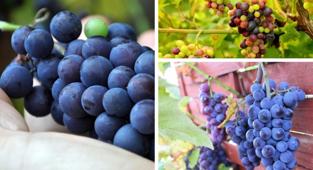 На Закарпатті обирають лише 4 сорти винограду – бубки пружні, соковиті, аж лопаються 