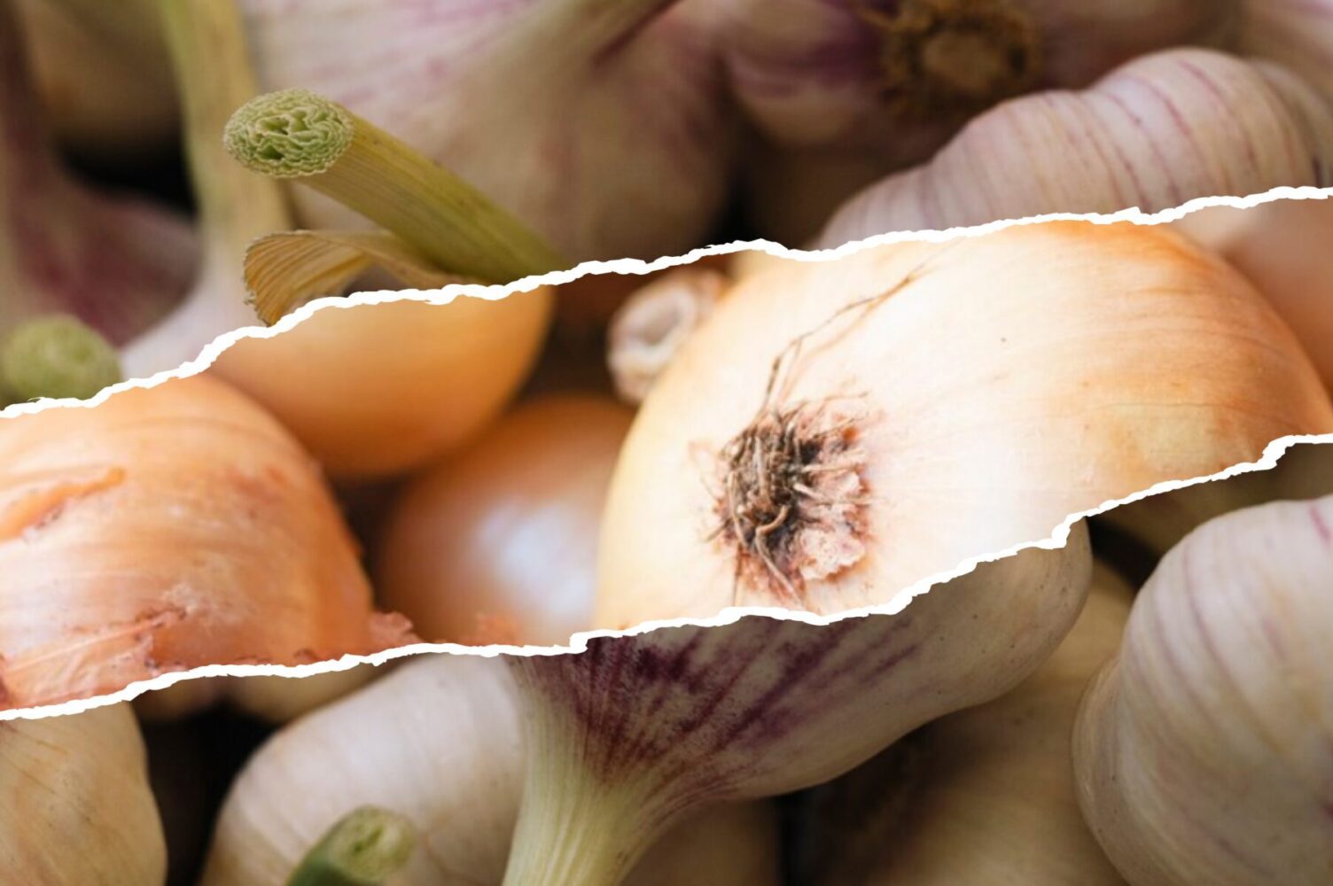 Городники назвали найкращий час для посадки озимого часнику й цибулі в жовтні