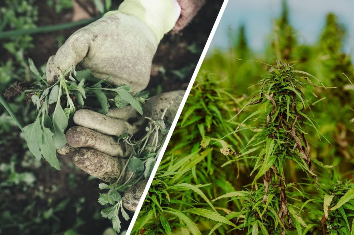 Городники розповіли, як раз і назавжди позбутись бурʼянів на ділянці