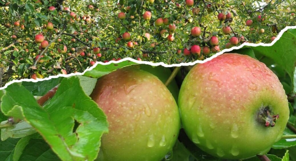 1 добриво в ґрунт восени – і в 2026-му яблуня вродить вдвічі більше: що внести під дерево 