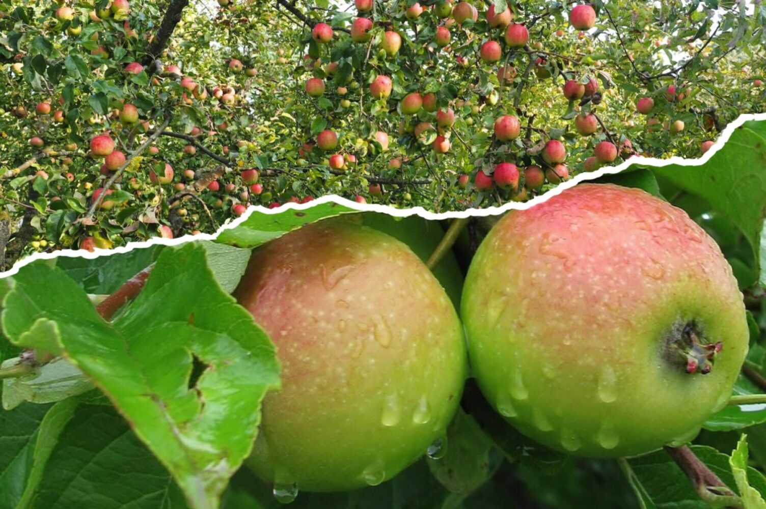 Садівники розповіли, чому восени обов'язково слід обробити дерева та кущі