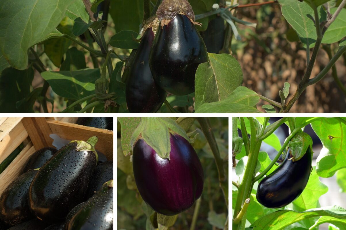 Агрономи назвали пʼять найврожайніших сортів баклажанів для вирощування
