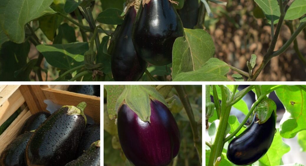 Ці 5 сортів на городі – і врожай буде гігантським: ТОП-5 баклажанів, які дають щедрий врожай 