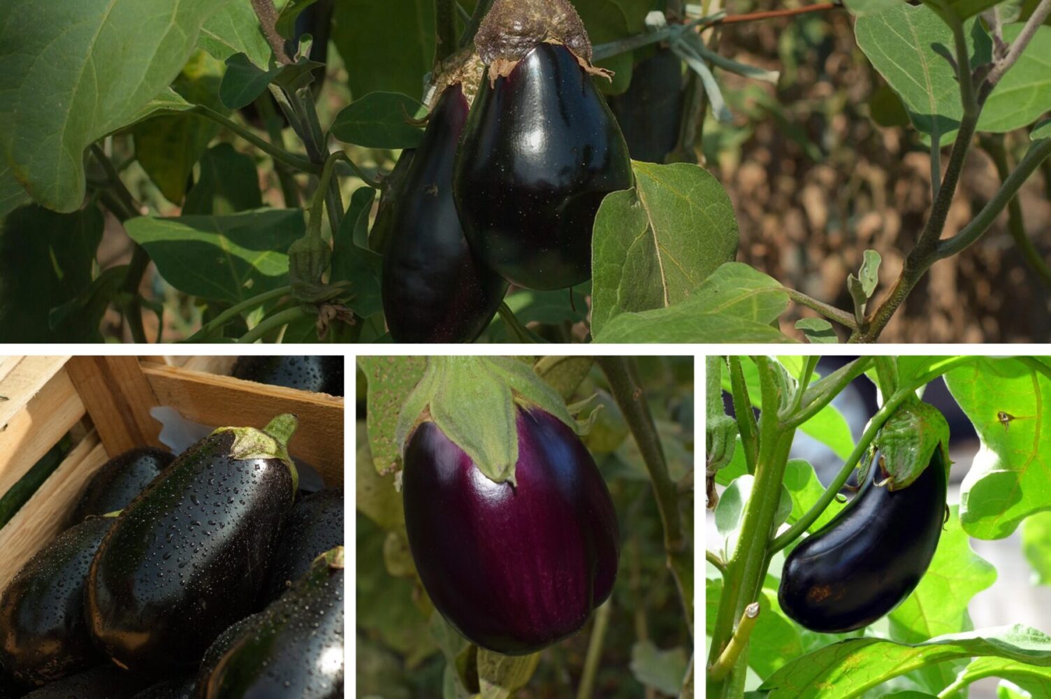 Агрономи назвали пʼять найврожайніших сортів баклажанів для вирощування
