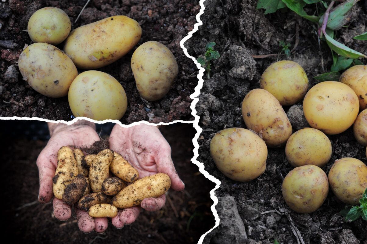 Дачники розповіли, що зробити восени, щоб в 2026 зібрати вдвічі більше картоплі