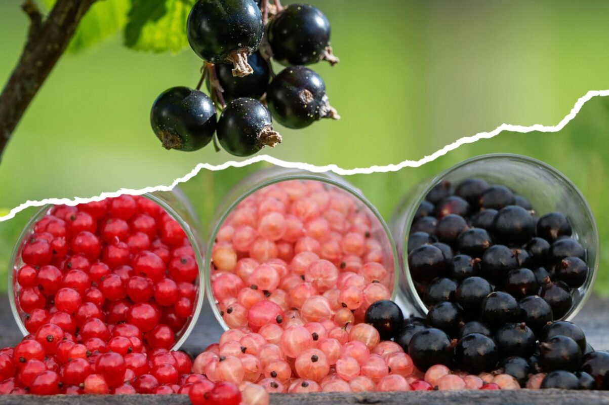 Садівники розповіли, чим підживити смородину восени для щедрого врожаю навесні