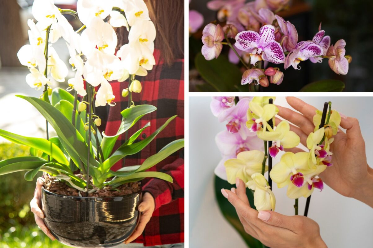Квітникарі розповіли, як прискорити цвітіння орхідеї в домашніх умовах