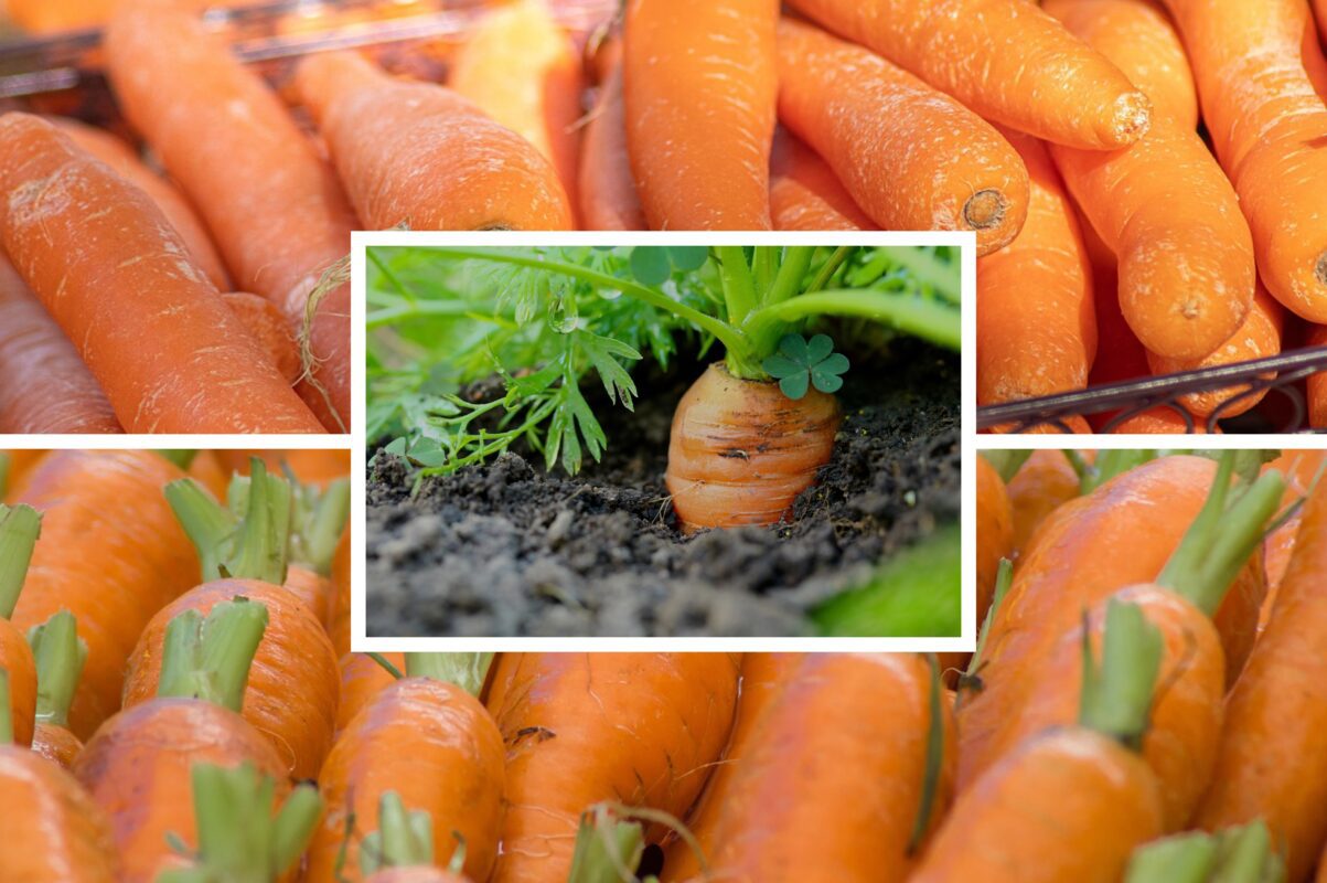 Експерт назвав сорти моркви, яка зберігається найкраще