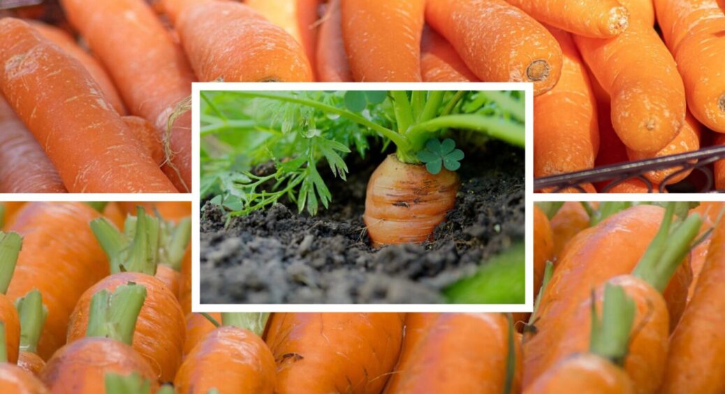 Для зимового зберігання – ідеально: 3 найкращих сортів моркви, що стоять аж до літа 