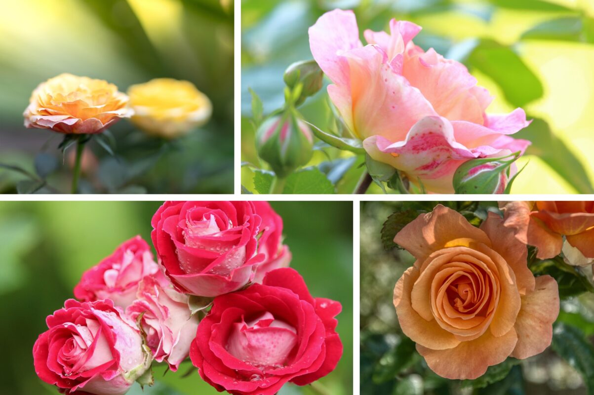 Експерт розповів, як краще не обрізати троянди у листопаді Експерт розповів, як краще не обрізати троянди у листопаді