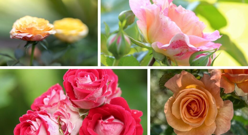 Навесні 2026 весь сад буде цвісти: 3 дії з трояндою восени для пишного цвіту наступного сезону 
