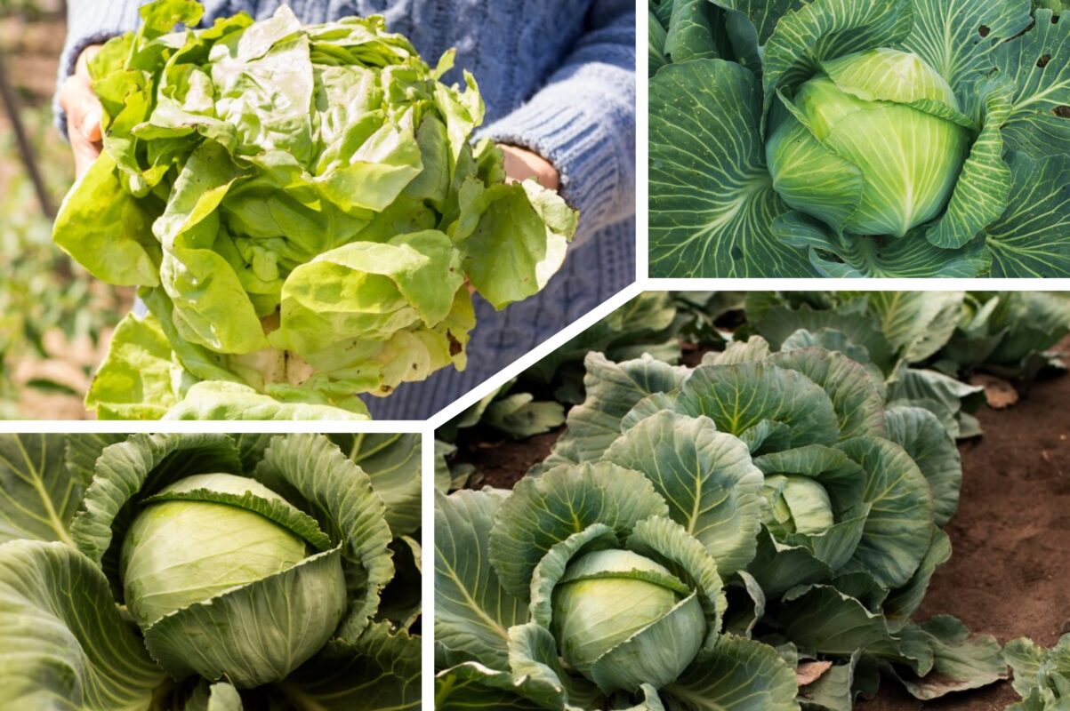 Городники розповіли, як правильно зберігати врожай капусти аж до весни