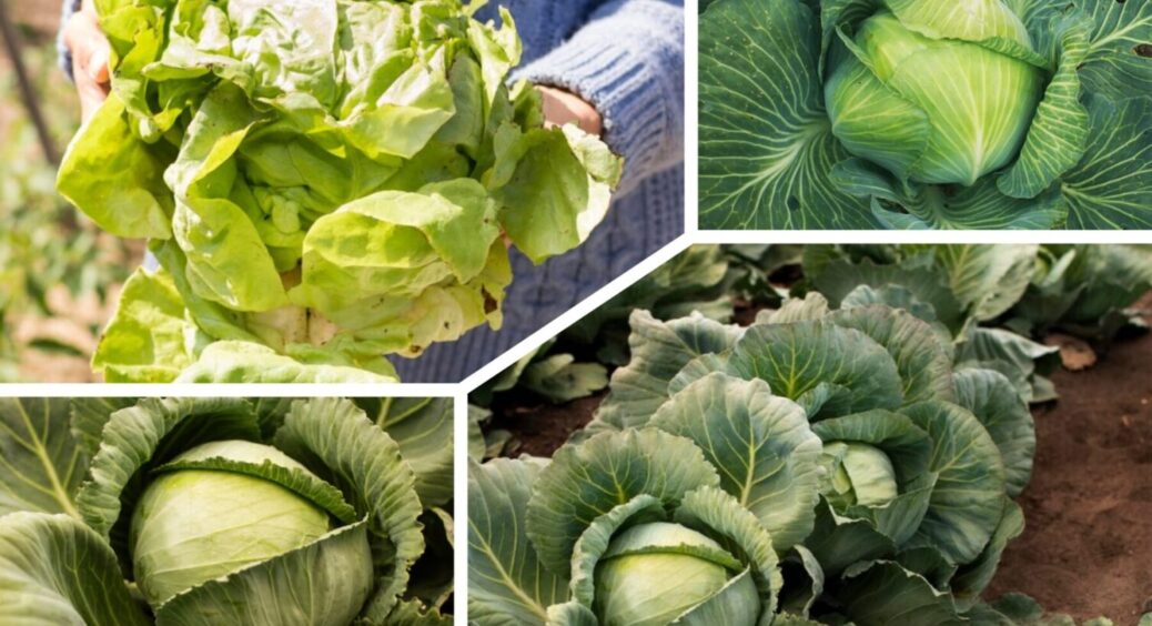 Капуста буде свіжою понад 9 місяців: ось як зберігаю овоч з року в рік – і свіжа, і смачна 