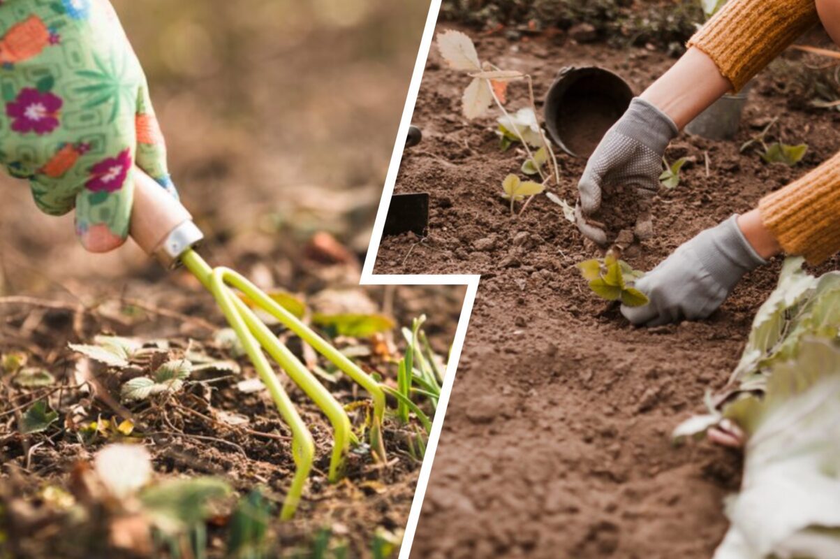 Дачники розповіли, чим варто удобрити город для щедрого врожаю наступного року