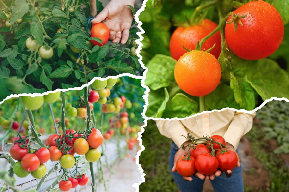 Агрономи назвали сорт помідорів, який стабільно дає високий і смачний врожай