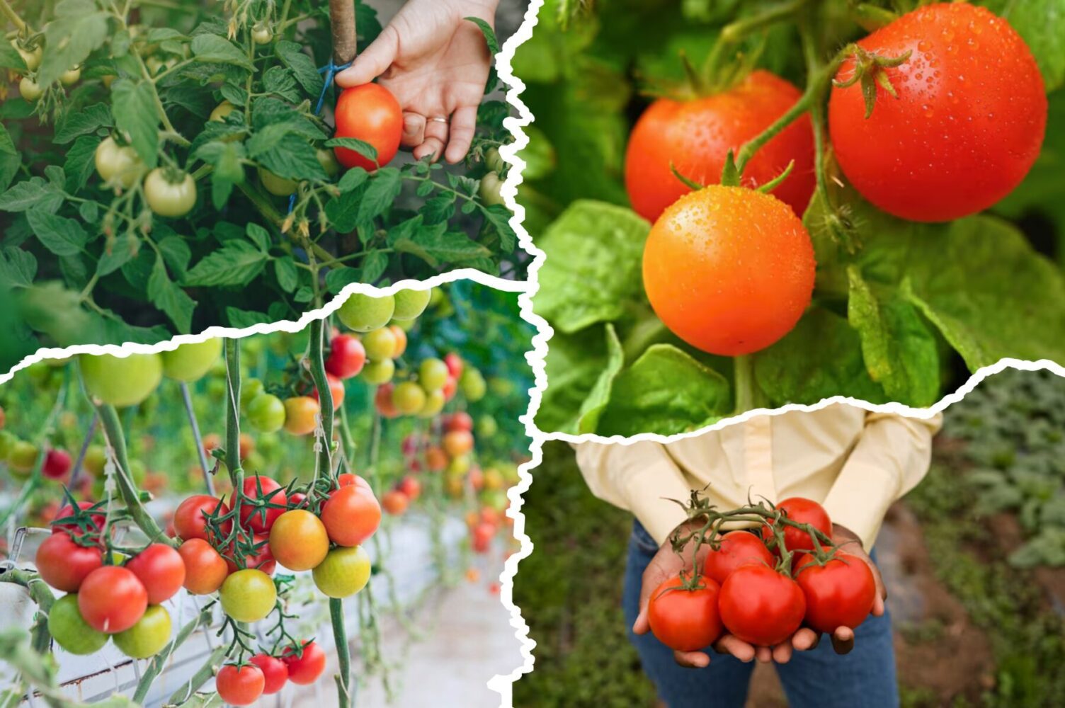 Агрономи назвали сорт помідорів, який стабільно дає високий і смачний врожай