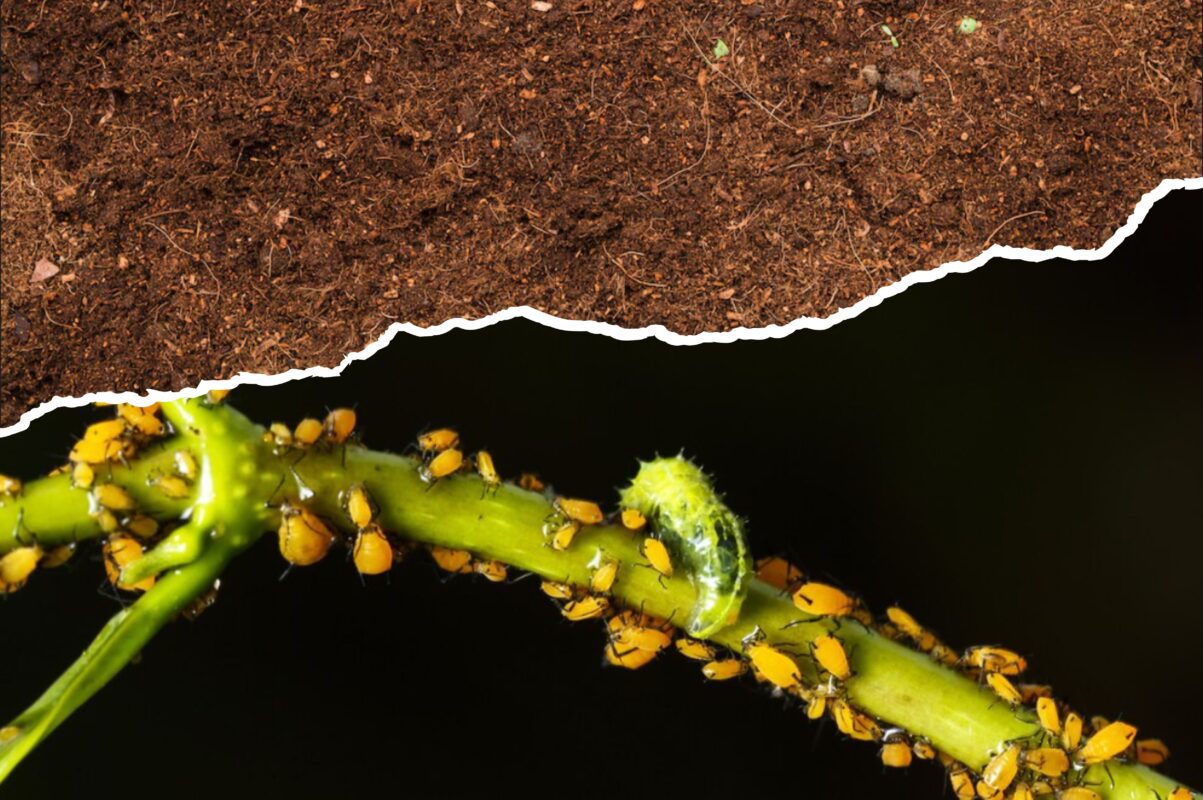 Садівники розповіли, що слід посадити на ділянці, щоб попелиця зникла назавжди