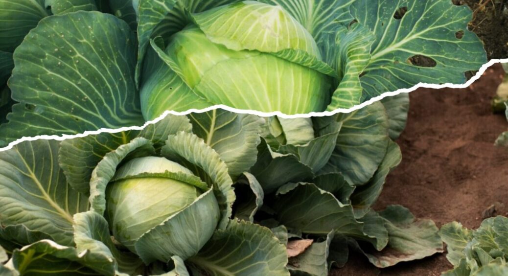 Коли збирати капусту 2025-му: пролежить довго, ніякої гнилі і плісняви – так роблять у Сумах 