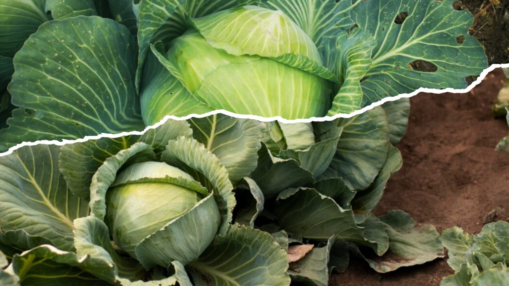 Експерт розповів, коли треба збирати капусту