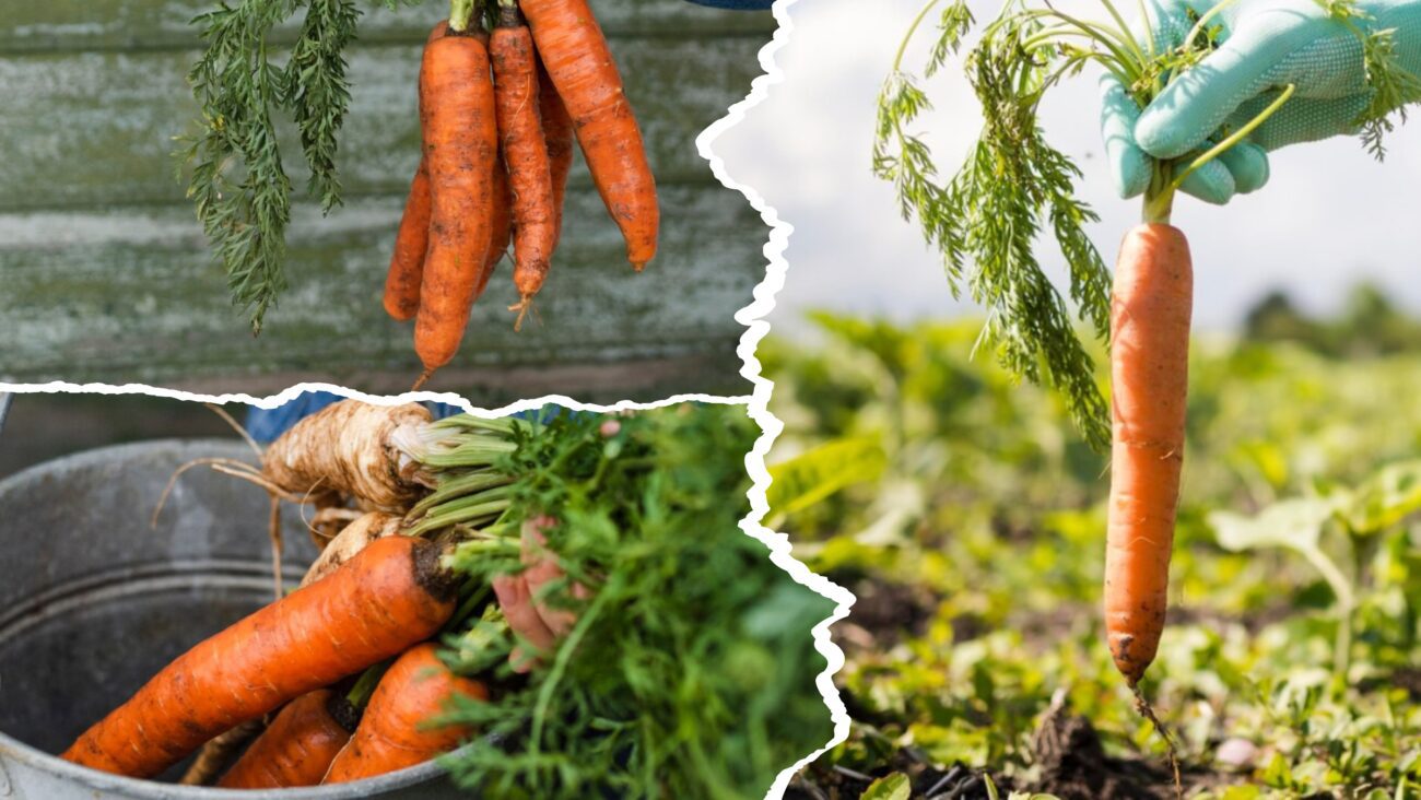 Експерт розповів, як краще зберігати моркву
