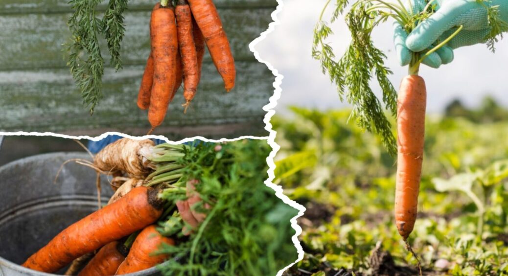 Пролежить без погребу 9+ місяців: як зберігати моркву в домашніх умовах — 3 поради 