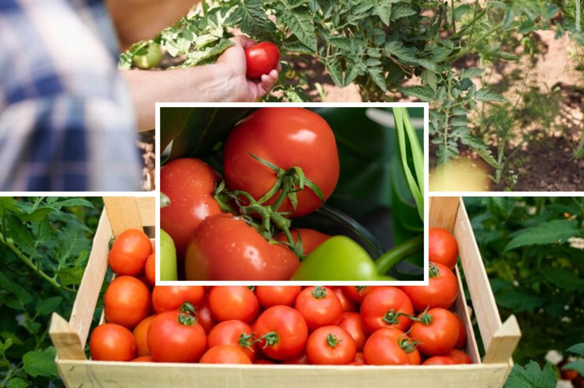 Городники розсекретили дієвий засіб, як позбутись фітофтори на томатах