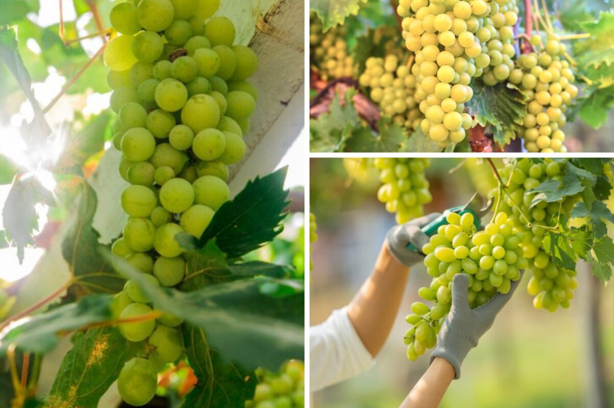 Садівники розсекретили найкраще вересневе підживлення для винограду