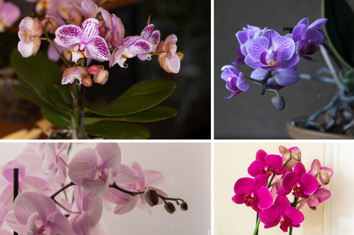 Квітникарі розповіли, що робити, якщо орхідея скидає бутони і не цвіте