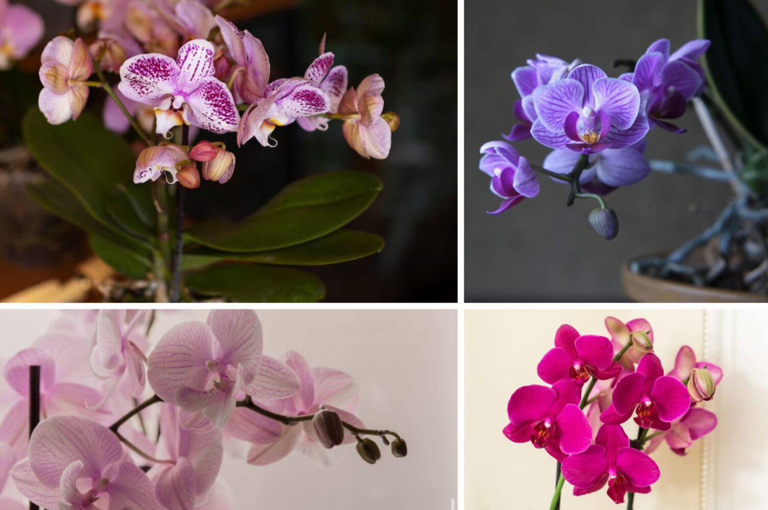 Квітникарі розповіли, що робити, якщо орхідея скидає бутони і не цвіте