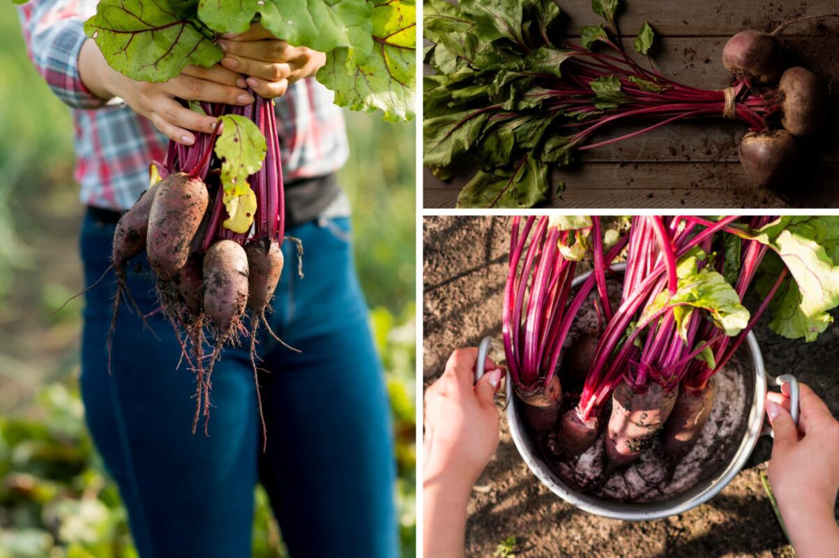 Городники розповіли, чим підгодувати буряк, щоб він виріс солодким і великим