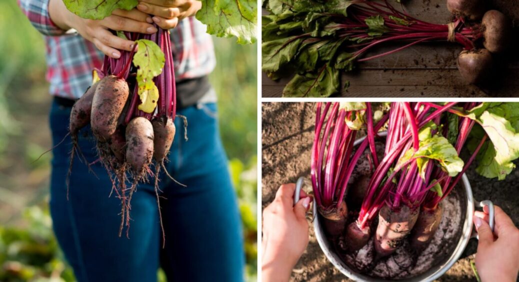 1 добриво в ґрунт – буряк гігантський і солодкий: ось, що вношу під кущ з року в рік 