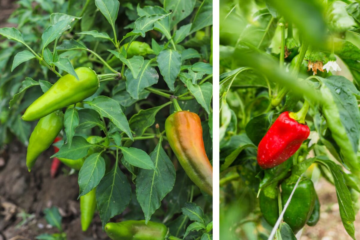 Дачники розповіли, як прискорити процес дозрівання перцю у вересні