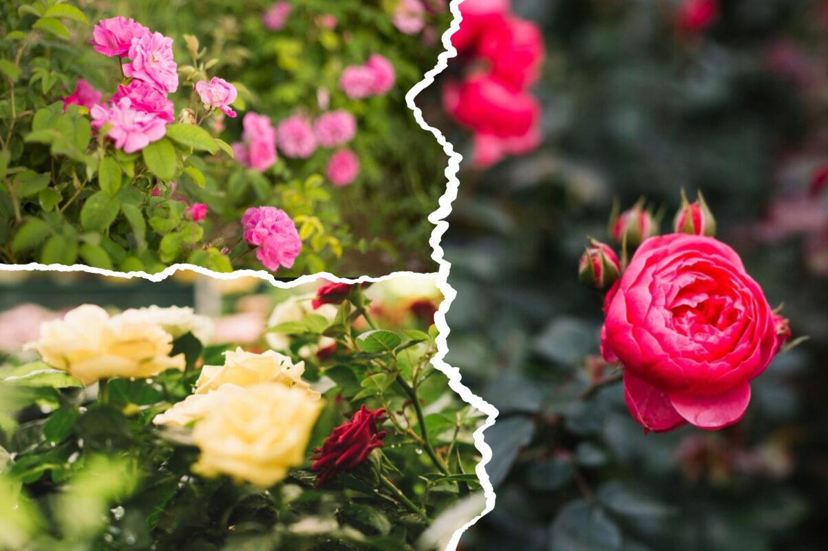 Садівники розповіли, що слід зробити з трояндою восени для продовження цвіту