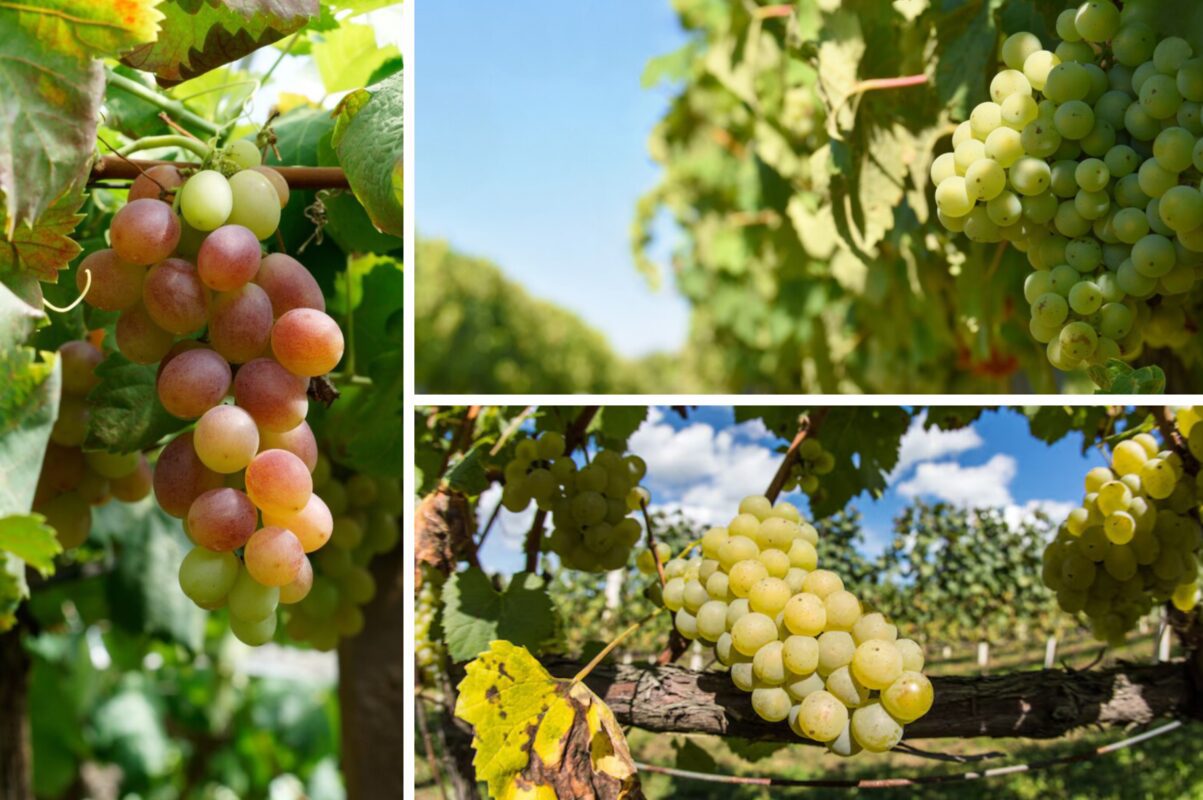 Садівники розповіли, що потрібно зробити з виноградом зараз для високого врожаю