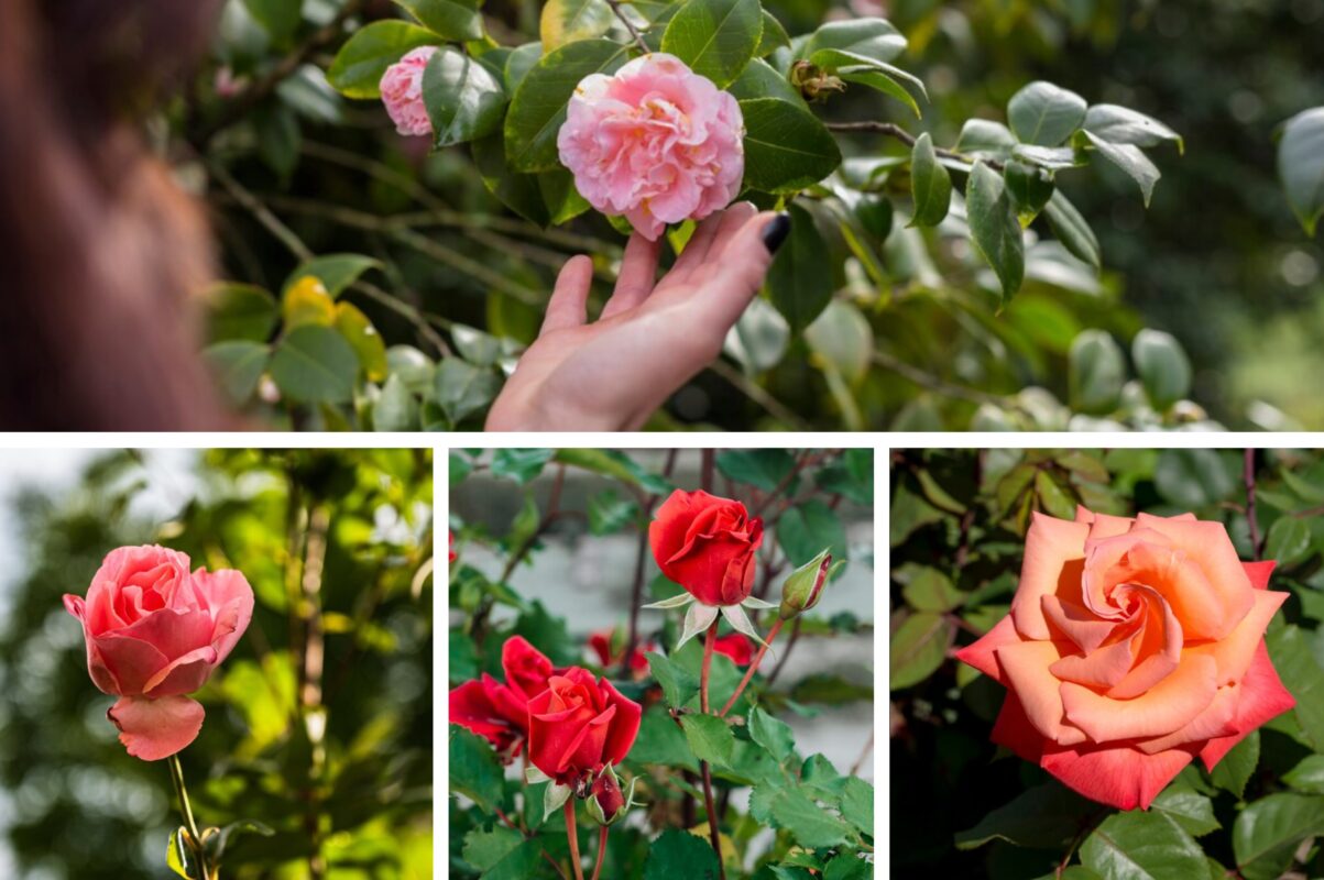 Садівники розповіли, як прибрати чорну плямистість з троянд – один спосіб