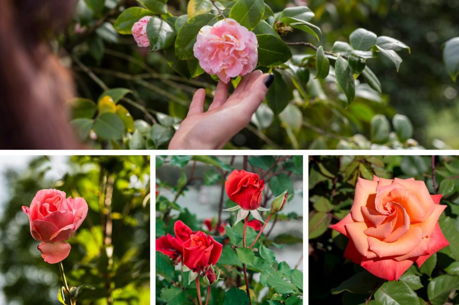 Садівники розповіли, як прибрати чорну плямистість з троянд – один спосіб