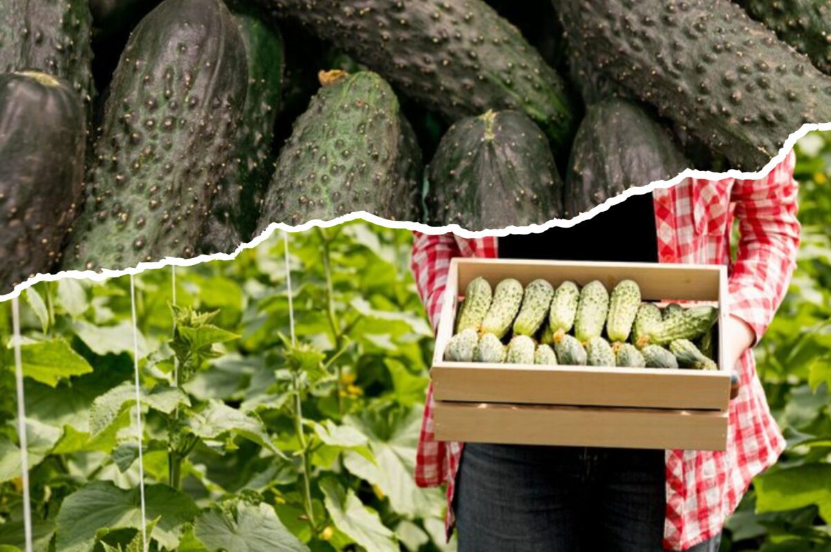 Городники розсекретили сприятливих сусідів для вирощування поруч із огірками