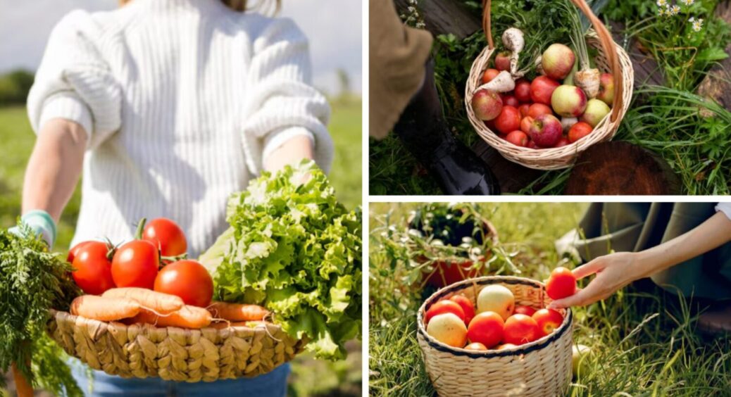 Які овочі у погребі не слід зберігати поруч із картоплею, цибулею чи сильно пахучими продуктами 