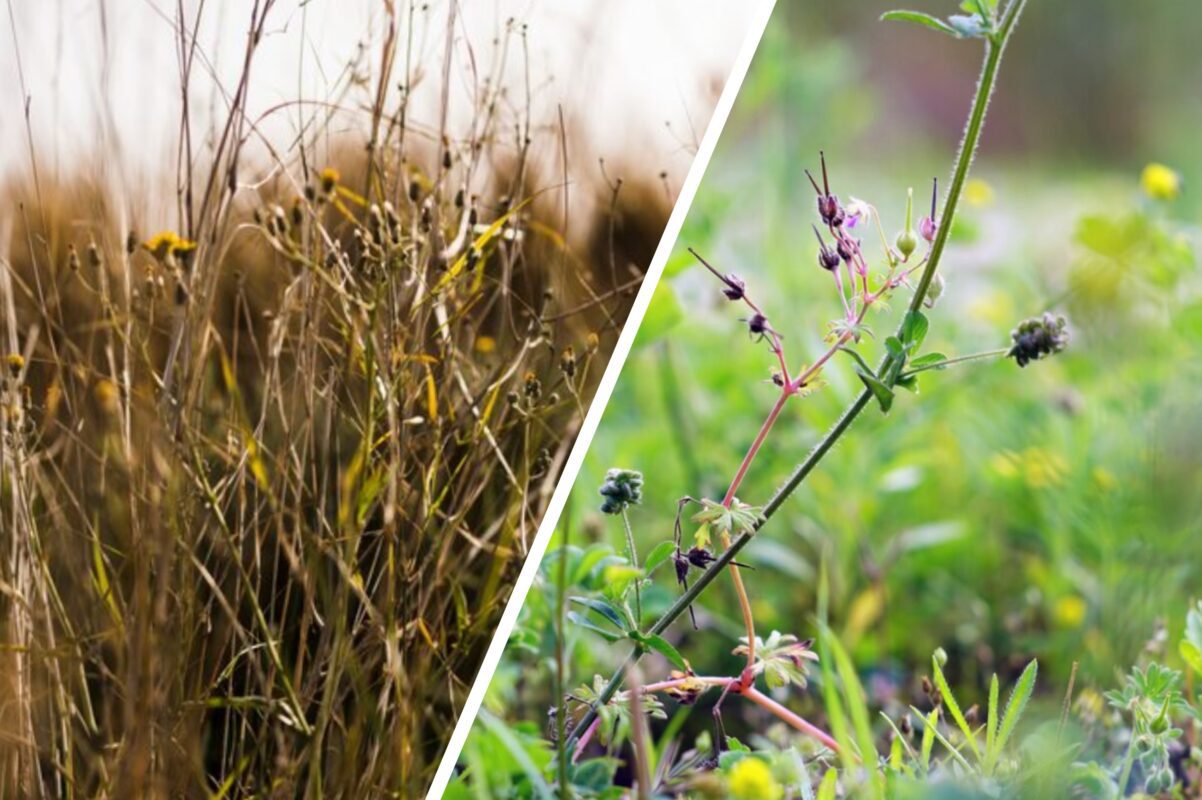 Городники розповіли, що посіяти на ділянці, щоб бурʼяни не росли